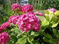 Deep Pink Hydrangea Flower Seeds for Planting – Heirloom, Non-GMO, High Germination Organic Garden Seeds