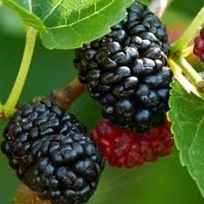 Black Mulberry Fruit Seeds 