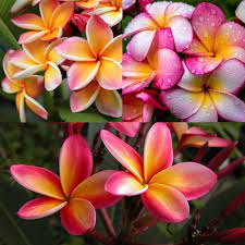 Frangipani Flower Seeds for Planting | Heirloom Non-GMO High Germination Organic Garden Seeds