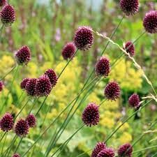 Sphaerocephalon Flower Seeds for Planting – Drumstick Allium, Heirloom Non-GMO Organic Garden Seeds