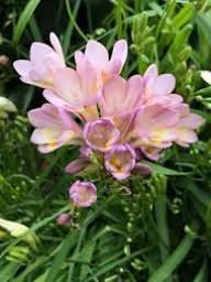 Baby Pink Freesia Flower Seeds for Planting – Easy to Grow Heirloom, Non-GMO, High Germination Organic Garden Seeds