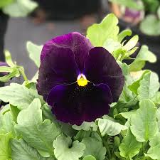 Dark Violet Pansy Flower Seeds for Planting - Heirloom, Non-GMO, High Germination Organic Garden Seeds