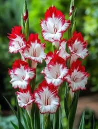 Red White Gladiolus Flower Seeds for Planting – Heirloom, Non-GMO, High Germination Organic Garden Seeds