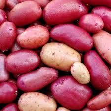 Potato Vegetable Seeds for Planting – Heirloom Non-GMO Mixed Color Tubers – High Germination, Organic Garden Seeds