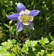 Colorado Flower Seeds for Planting – Heirloom Non-GMO, High Germination Organic Garden Seeds