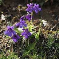 Butterwort Flower Seeds for Planting - Heirloom, Non-GMO, Pollinator Friendly Organic Garden Seeds