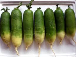 Radish Seeds for Planting Green White – Heirloom, Non-GMO, Dual-Color Crunch – Organic Garden Seeds