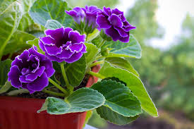 Green Gloxinia Flower Seeds - Cottage Garden Essential, Heirloom, Non-GMO Organic Garden Seeds for Planting