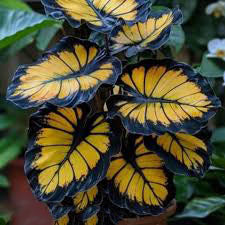 Sunburst Calathea Seeds for Planting - Heirloom &amp; Non-GMO, High Germination Organic Garden Seeds
