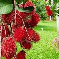 Rambutan Red Fruit Seeds for Garden Planting – Heirloom Non-GMO High Germination Organic Garden Seeds