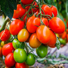Mixed Tomato Seeds for Planting – Heirloom & Non-GMO Assorted Varieties for Vibrant Garden Harvests