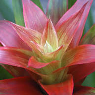 Orange Bromeliad Tillandsia Bulbosa Flower Seeds for Planting | Heirloom Non-GMO High Germination