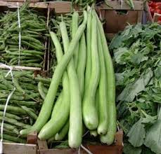 Zucchetta Vegetable Seeds for Planting – Heirloom Non-GMO, High Germination Organic Garden Seeds