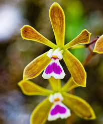 Butterfly Orchid Flower Seeds for Planting - Shade Tolerant, Heirloom & Non-GMO Organic Garden Seeds - High Germination