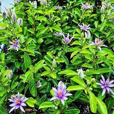 Grewia Flower Seeds for Planting - Heirloom, Non-GMO, High Germination Organic Garden Seeds