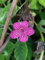Pink Kohleria Flower Seeds for Planting – Heirloom, Non-GMO, High Germination Organic Garden Seeds