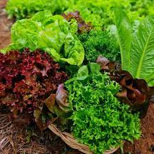 Indoor Lettuce Mix Seeds for Planting – Heirloom, Non-GMO, Leafy Vegetable for Containers – High Germination