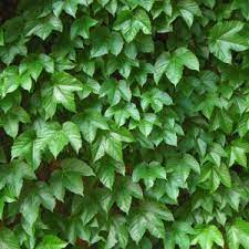 Flower Seeds, Seeds,Seeds For Planting,Plant Seeds
