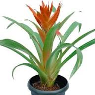 Orange Bromeliad Tillandsia Bulbosa Flower Seeds for Planting | Heirloom Non-GMO High Germination