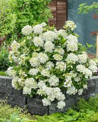 Green Cascade Flower Seeds for Planting - Heirloom, Non-GMO Organic Garden Seeds for Home Garden Borders