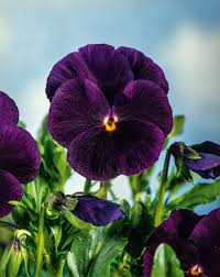 Dark Violet Pansy Flower Seeds for Planting - Heirloom, Non-GMO, High Germination Organic Garden Seeds