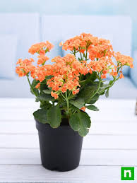 Blossfeldiana Kalanchoe Seeds for Planting - Organic, Heirloom, Non-GMO Garden Seeds