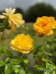 Dark Yellow Climbing Rose Seeds - Low Maintenance, Heirloom, Non-GMO Organic Garden Seeds for Planting