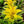 Yellow Bromeliad Tillandsia  Flower seeds for Planting - Cut Flower Favorite, Heirloom & GMO Free Seeds for Home Garden