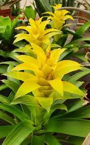 Yellow Bromeliad Tillandsia  Flower seeds for Planting - Cut Flower Favorite, Heirloom & GMO Free Seeds for Home Garden