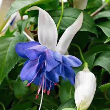 Blue Fuchsia Flower Seeds for Planting – Heirloom Non-GMO High Germination Organic Garden Seeds