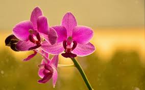 Butterfly Orchid Flower Seeds for Planting - Shade Tolerant, Heirloom & Non-GMO Organic Garden Seeds - High Germination