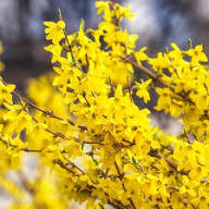 Forsythia Flower Seeds for Planting – Hardy Heirloom, Non-GMO, High Germination Organic Garden Seeds