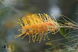 Colorful Grevillea Flower Seeds for Planting – Fragrant Blossoms, Heirloom, Non-GMO, High Germination Organic Garden Seeds