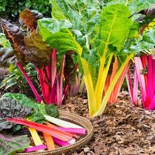 Chard Plant Seeds for Planting – Heirloom Non-GMO, High Germination Organic Garden Seeds