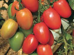Mixed Tomato Seeds for Planting – Heirloom & Non-GMO Assorted Varieties for Vibrant Garden Harvests