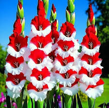 Red White Gladiolus Flower Seeds for Planting – Heirloom, Non-GMO, High Germination Organic Garden Seeds