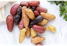 Potato Vegetable Seeds for Planting – Heirloom Non-GMO Mixed Color Tubers – High Germination, Organic Garden Seeds