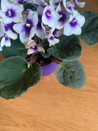 Purple White Saintpaulia Flower Seeds for Planting – Heirloom Non-GMO High Germination Seeds