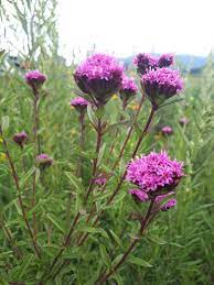 Herb Seeds,Garden seeds, Seeds For Planting,Plant Seeds