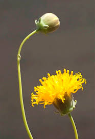 Heirloom Thelesperma Flower Seeds for Planting – Non-GMO, High Germination Organic Garden Seeds