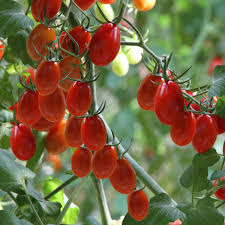 Red Juliet Tomato Seeds for Planting – Heirloom Non-GMO Sweet Grape-Style – Organic Garden Seeds, High Germination