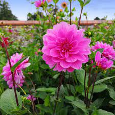 Pink Multi-Color Dahlia Flower Seeds for Planting – Heirloom Non-GMO High Germination Organic Garden Seeds