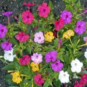 Mixed Mirabilis Jalapa Flower Seeds for Planting - Heirloom, Non-GMO, High Germination Organic Garden Seeds