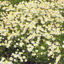 Wild Chamomile Seeds for Planting – Heirloom, Non-GMO Medicinal Herb for Tea & Relaxation Gardens