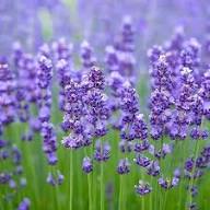 Lavender Avonview Flower Seeds for Planting | Heirloom Non-GMO Organic Garden Seeds High Germination
