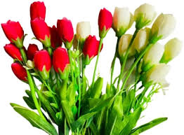 Tulip Flower Seeds for Planting – Heirloom, Non-GMO, Drought Tolerant, High Germination