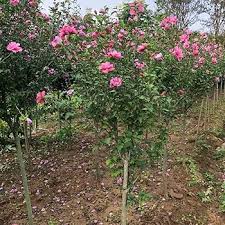 Pink Hibiscus Syriacus Flower Seeds for Planting – Heirloom Non-GMO High Germination Organic Garden Seeds