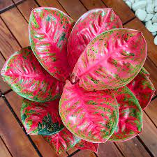 Aglaonema Mosaic Seeds for Planting – Colorful Display, Heirloom, Non-GMO, High Germination Organic Garden Seeds