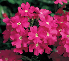 Dark Pink Verbena Flower Seeds for Planting - Heirloom, Non-GMO, High Germination Organic Garden Seeds