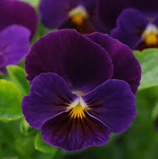 Dark Violet Pansy Flower Seeds for Planting - Heirloom, Non-GMO, High Germination Organic Garden Seeds